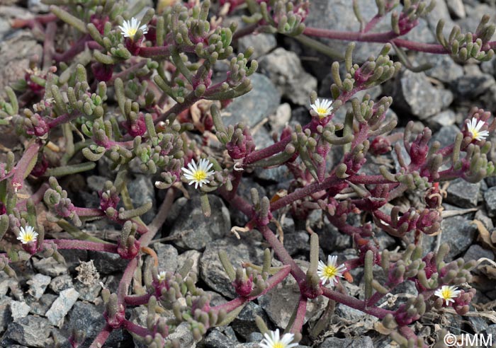 Mesembryanthemum nodiflorum