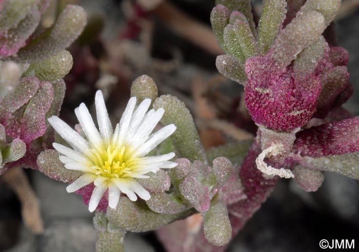 Mesembryanthemum nodiflorum