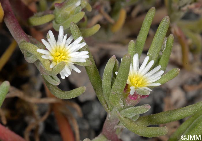 Mesembryanthemum nodiflorum