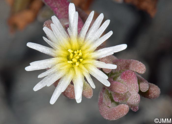 Mesembryanthemum nodiflorum