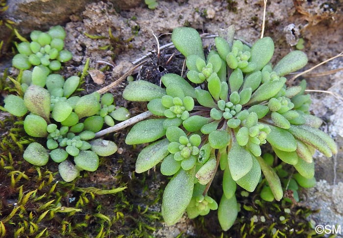 Monanthes brachycaulos