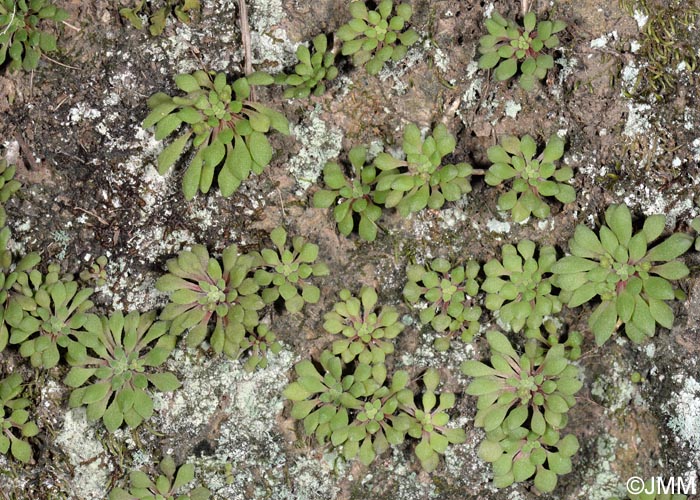 Monanthes brachycaulos