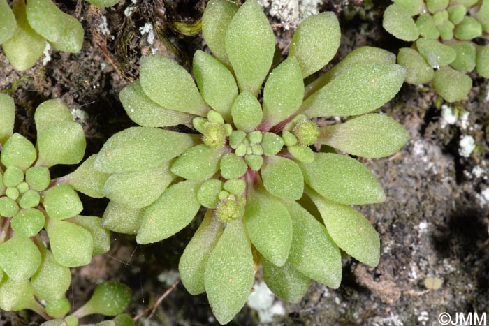 Monanthes brachycaulos