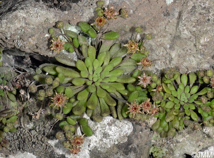 Monanthes brachycaulos