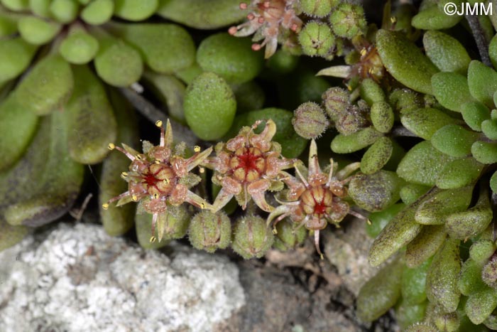 Monanthes brachycaulos