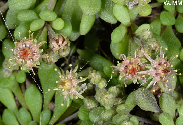 Monanthes brachycaulos