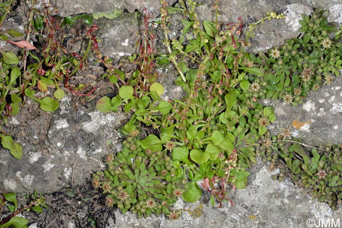 Monanthes brachycaulos & Rumex bucephalophorus subsp. canariensis