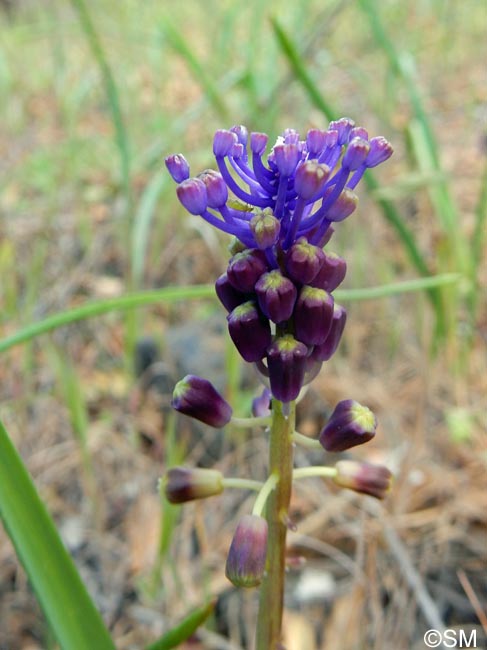 Muscari comosum