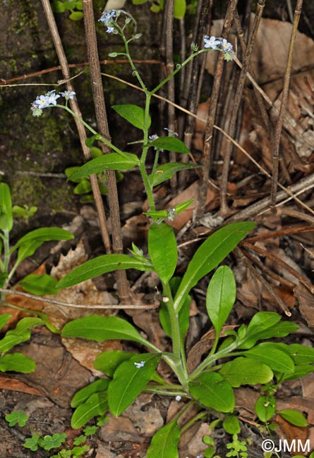 Myosotis sylvatica = Myosotis latifolia