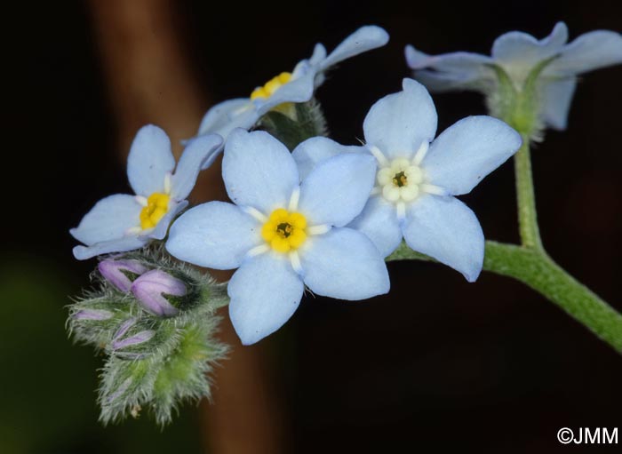 Myosotis sylvatica = Myosotis latifolia