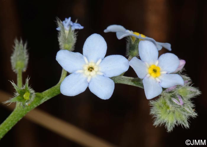 Myosotis sylvatica = Myosotis latifolia