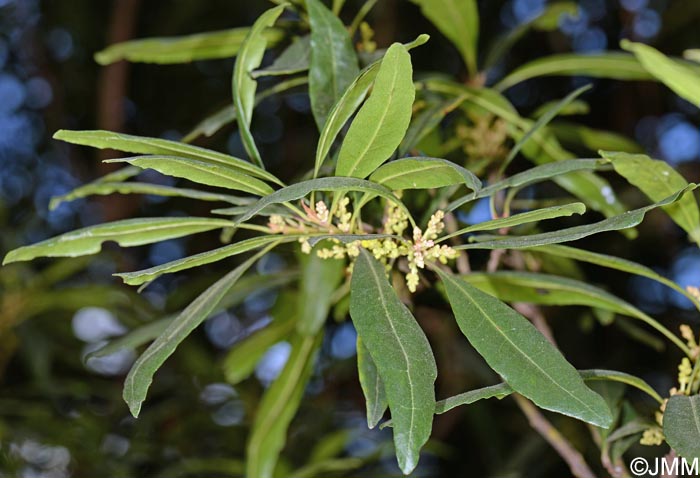 Myrica faya