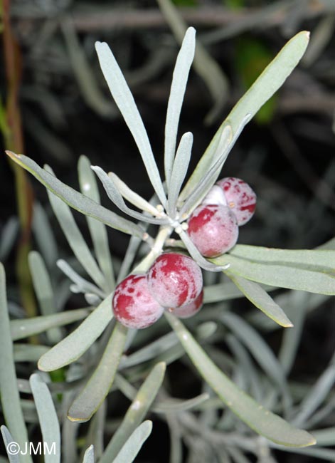 Neochamaelea pulverulenta = Cneorum pulverulentum