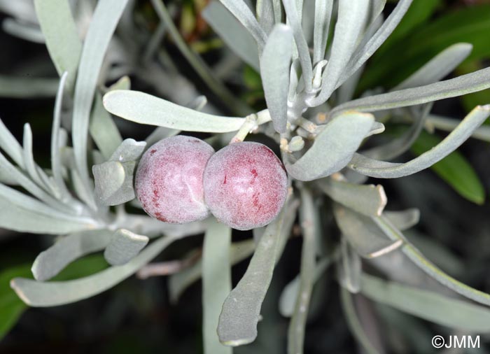 Neochamaelea pulverulenta = Cneorum pulverulentum