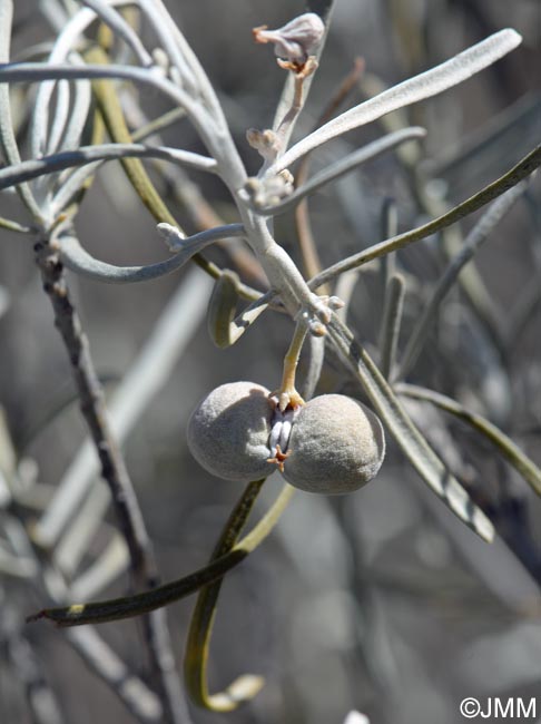 Neochamaelea pulverulenta = Cneorum pulverulentum