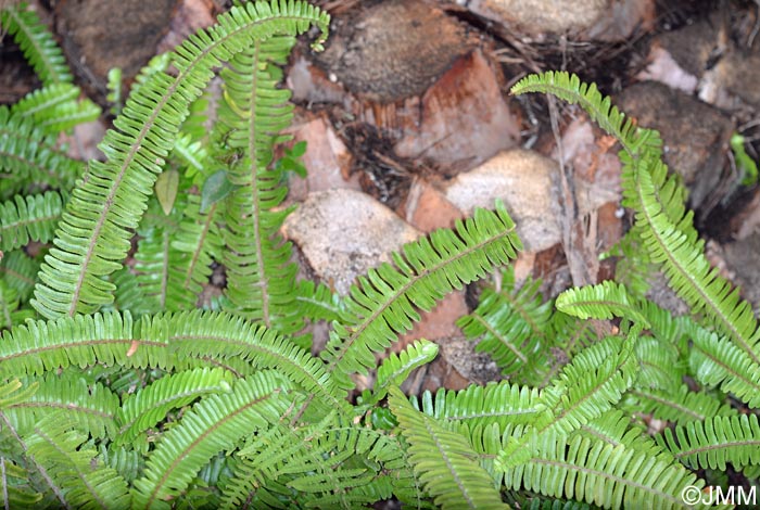 Nephrolepis cordifolia