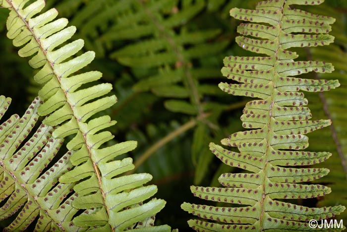 Nephrolepis cordifolia