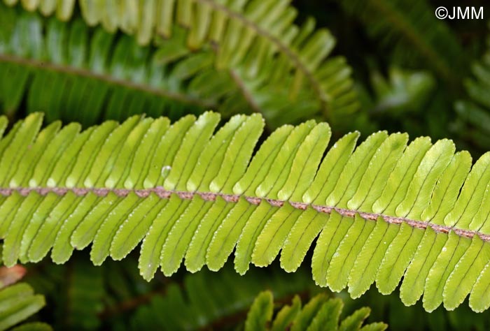 Nephrolepis cordifolia