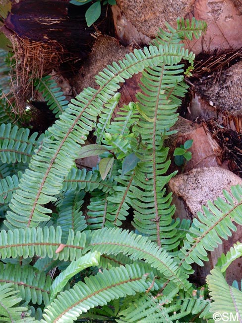 Nephrolepis cordifolia