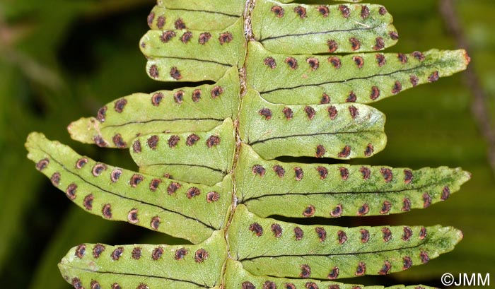 Nephrolepis cordifolia