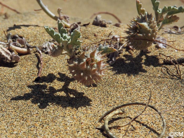 Neurada procumbens