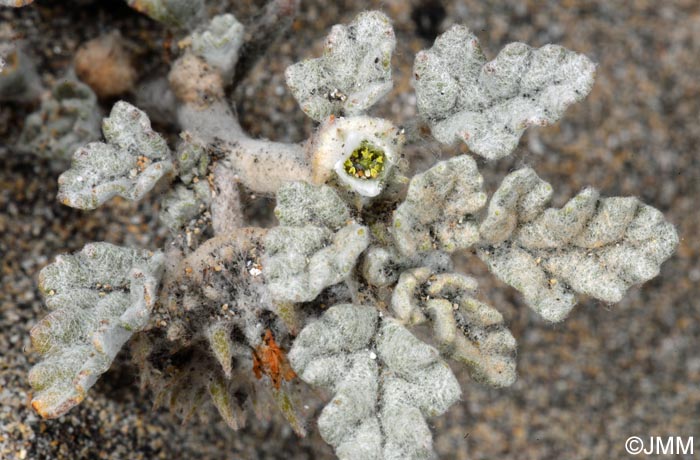 Neurada procumbens