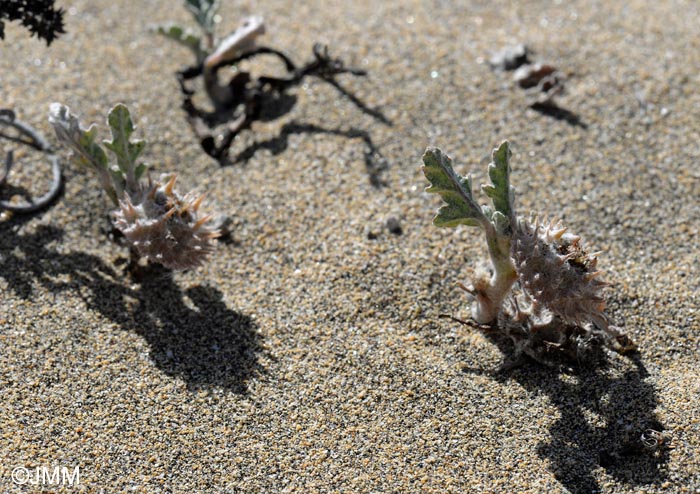 Neurada procumbens