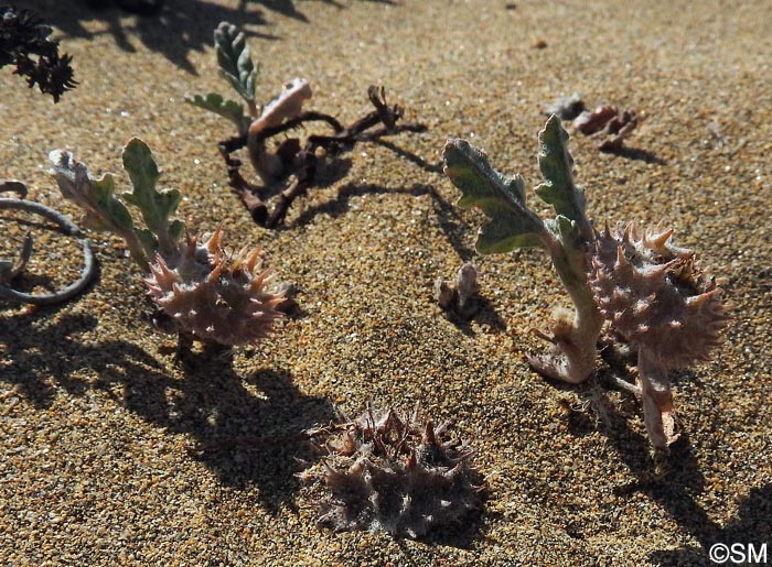 Neurada procumbens