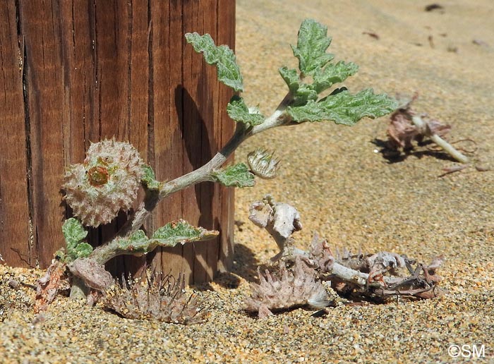 Neurada procumbens