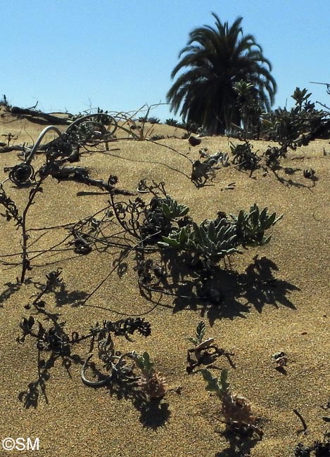 Neurada procumbens