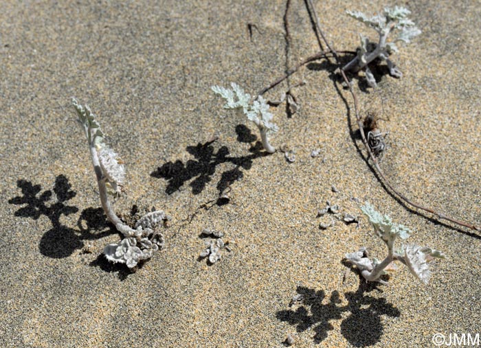 Neurada procumbens