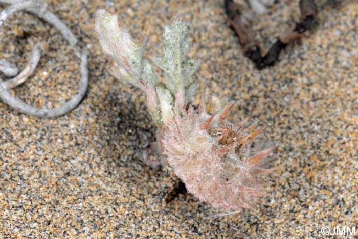 Neurada procumbens