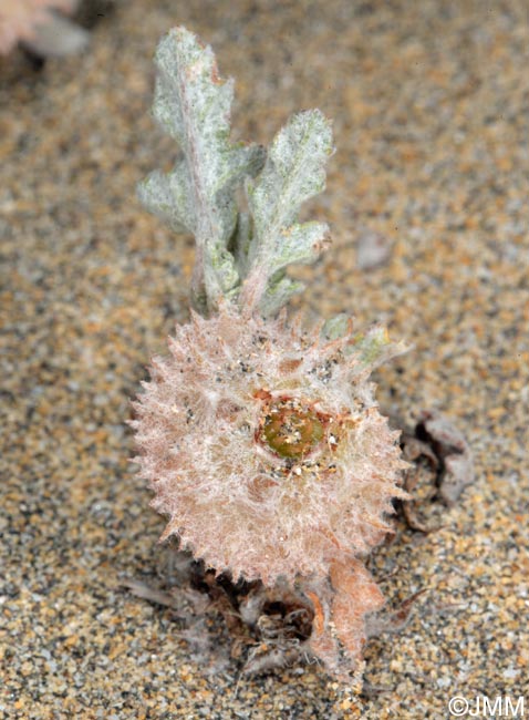 Neurada procumbens