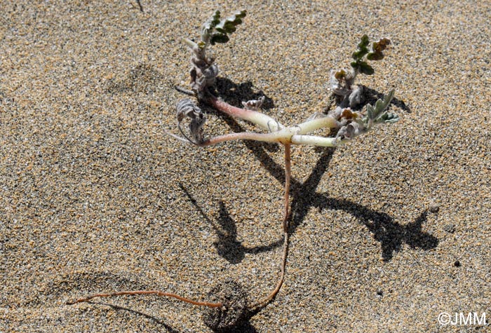 Neurada procumbens