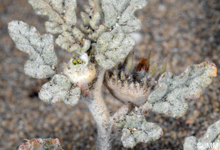 Neurada procumbens