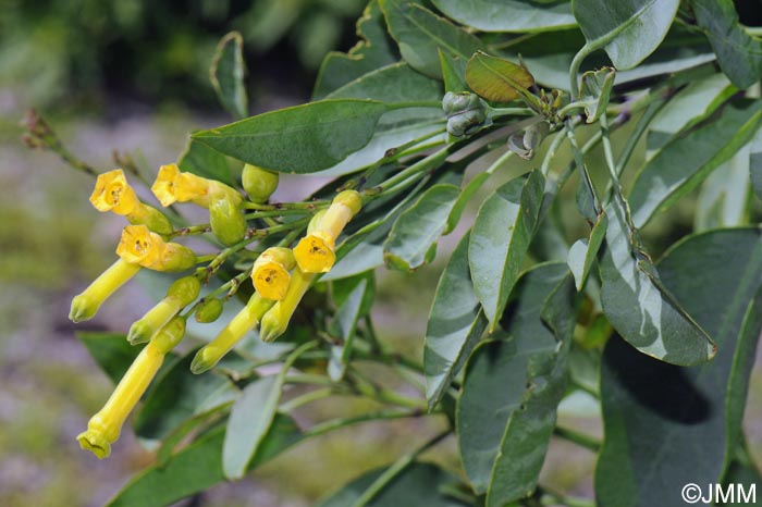 Nicotiana glauca