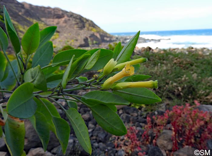 Nicotiana glauca