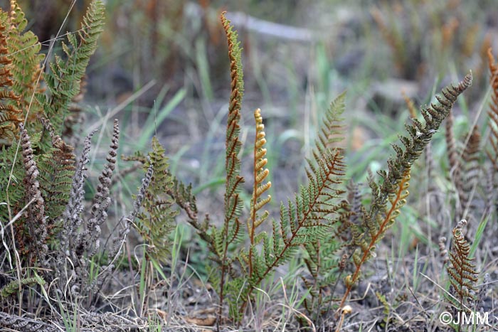 Notholaena marantae subsp. subcordata = Paragymnopteris marantae subsp. subcordata