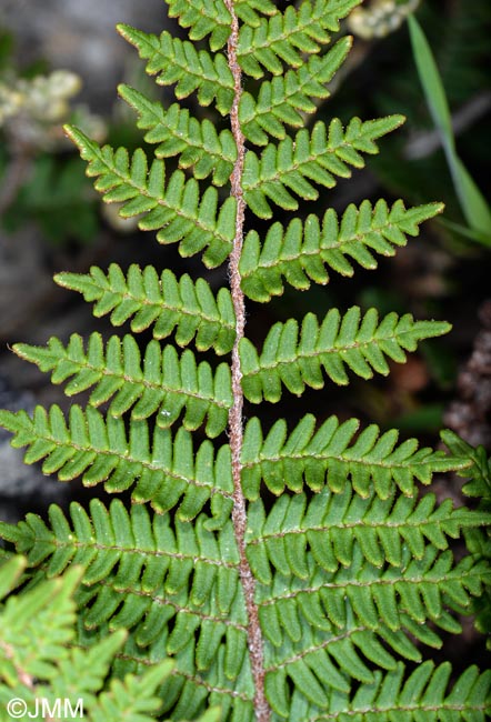 Notholaena marantae subsp. subcordata = Paragymnopteris marantae subsp. subcordata