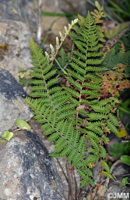 Notholaena marantae subsp. subcordata = Paragymnopteris marantae subsp. subcordata