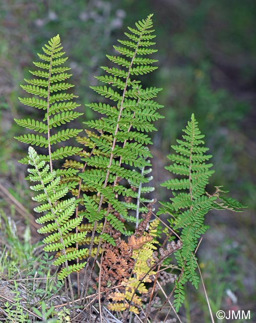 Notholaena marantae subsp. subcordata = Paragymnopteris marantae subsp. subcordata