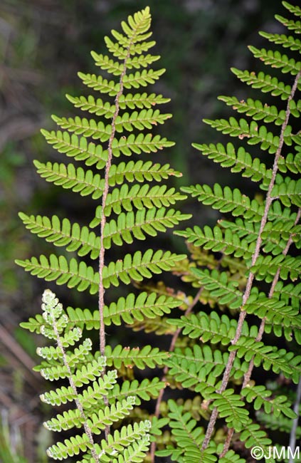 Notholaena marantae subsp. subcordata = Paragymnopteris marantae subsp. subcordata