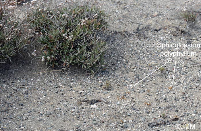 Site  Ophioglossum polyphyllum avec Limonium pectinatum