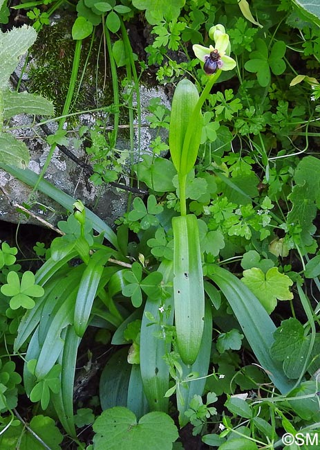 Ophrys bombyliflora