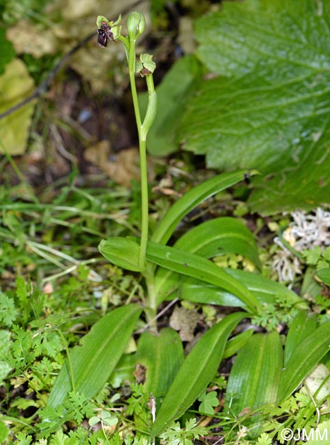 Ophrys bombyliflora