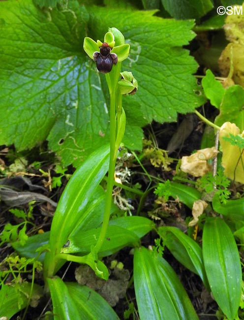 Ophrys bombyliflora