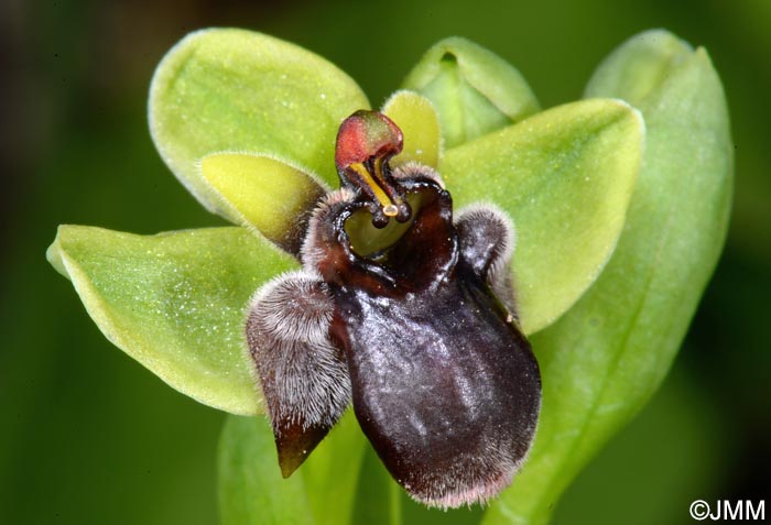 Ophrys bombyliflora