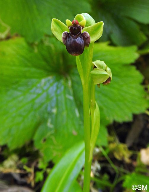 Ophrys bombyliflora