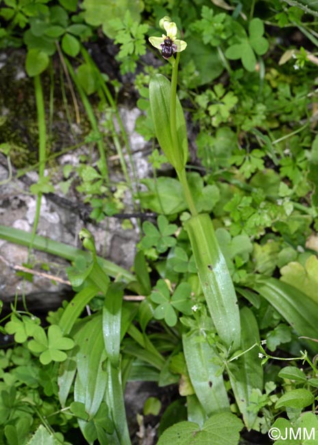 Ophrys bombyliflora