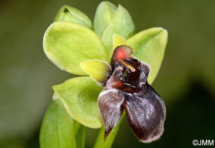 Ophrys bombyliflora